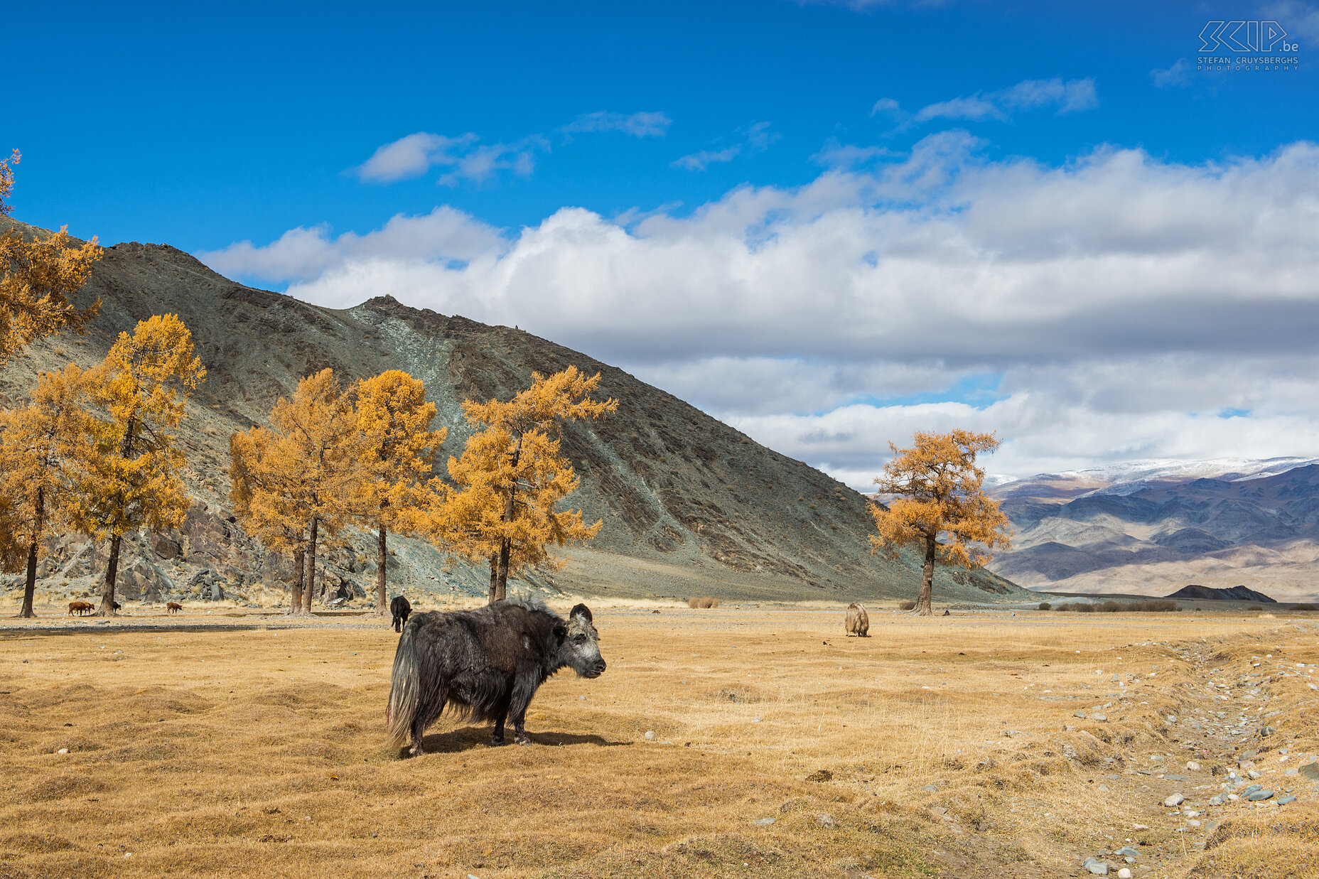 Altai - Khushuut - Yaks Some yaks and trees with autumn colors in the Altai mountains near the small village of Khushuut. Stefan Cruysberghs